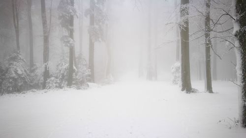 Trees in forest during winter