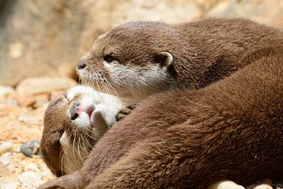 Otters relaxing at zoo