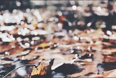 Close-up of plant against blurred background