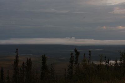 Scenic view of forest against sky