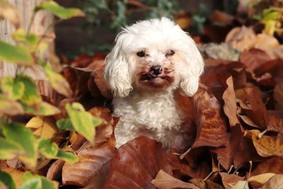 Portrait of white dog on leaves during autumn