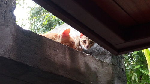 Low angle view portrait of cat