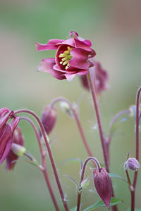 Close-up of wilted rose