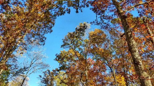 Low angle view of trees in forest against blue sky