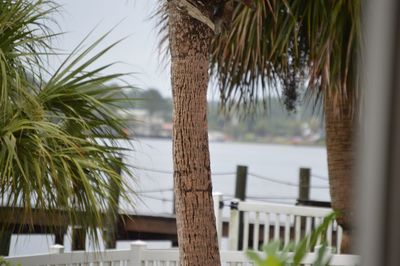 Palm trees against sky