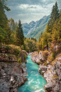 Scenic view of river amidst trees against sky