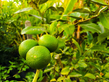 Close-up of fresh fruits on tree