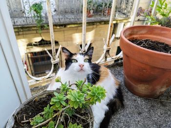 Portrait of cat by potted plants