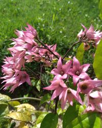 Close-up of pink flowers blooming outdoors