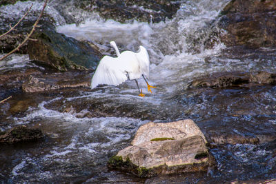 View of birds on rock