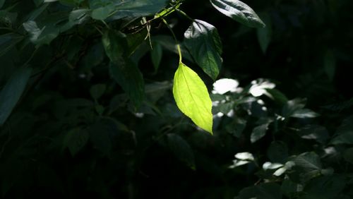 Close-up of leaves