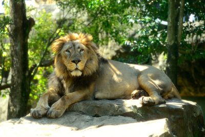 Lion resting in a zoo