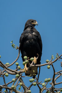 Low angle view of bird perching on tree