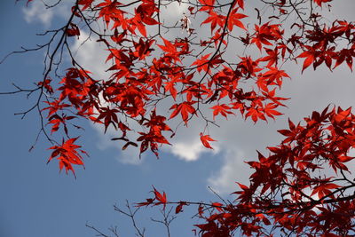 Low angle view of maple tree against sky