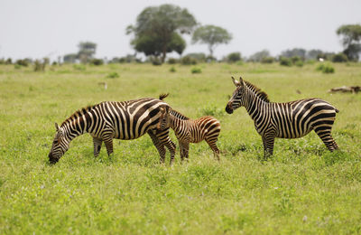 Zebras in tsavo east national park, kenya, africa