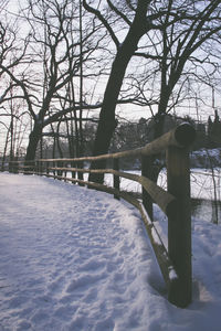 Frozen bare trees in winter