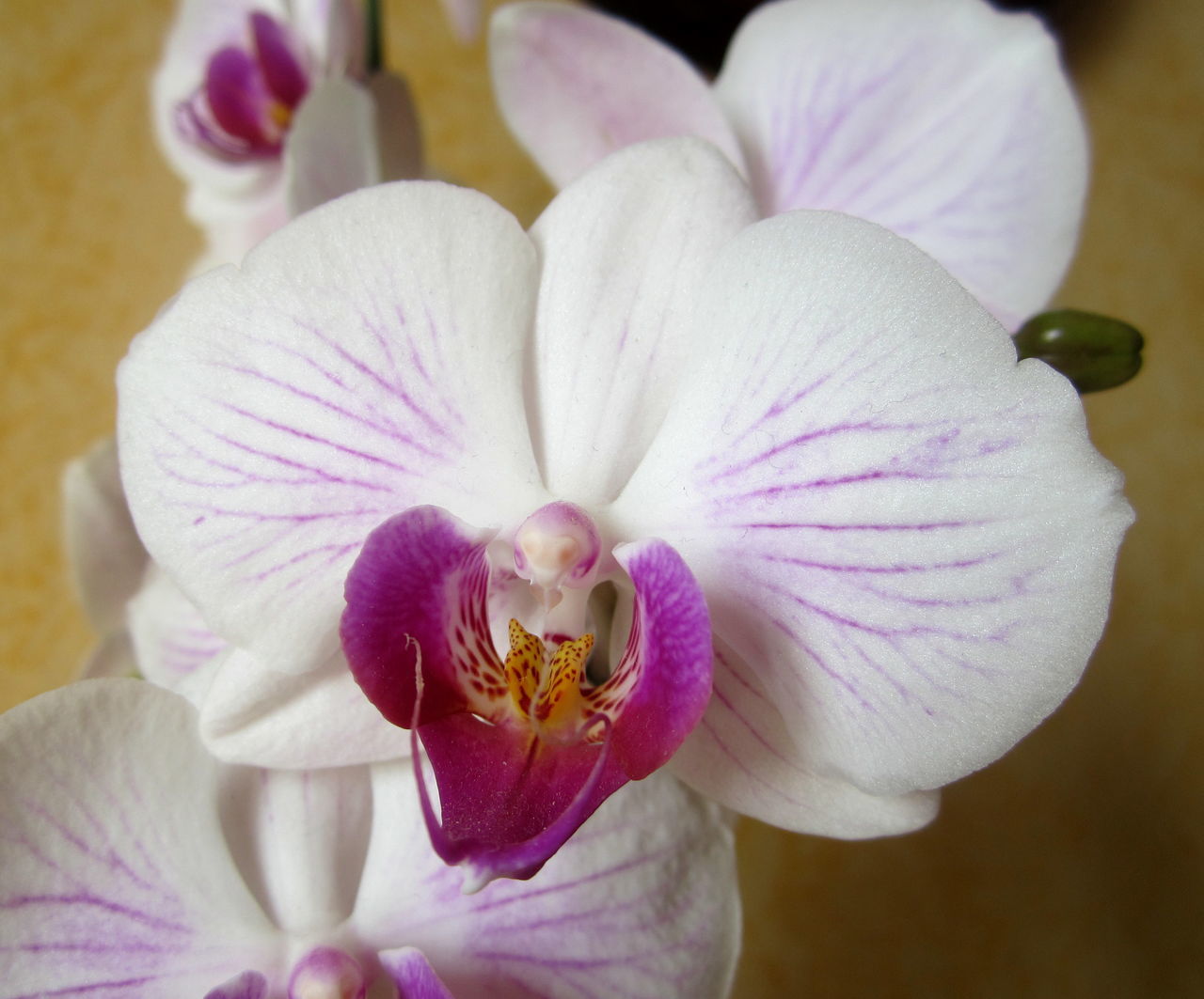 flower, flowering plant, freshness, plant, orchid, beauty in nature, petal, fragility, close-up, pink, flower head, inflorescence, human eye, christmas orchid, purple, macro photography, pollen, nature, growth, focus on foreground, stamen, blossom, white, outdoors, selective focus