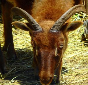 Close-up portrait of horse on grass