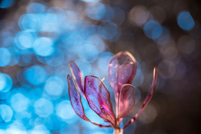 Close-up of pink flowering plant