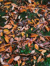 High angle view of maple leaves on field