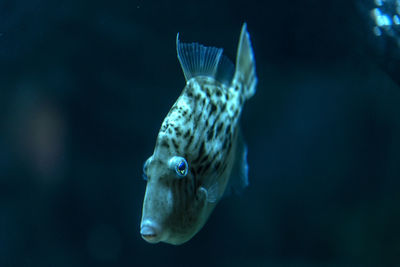 Close-up of fish swimming in aquarium 