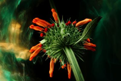 Close-up of orange flower