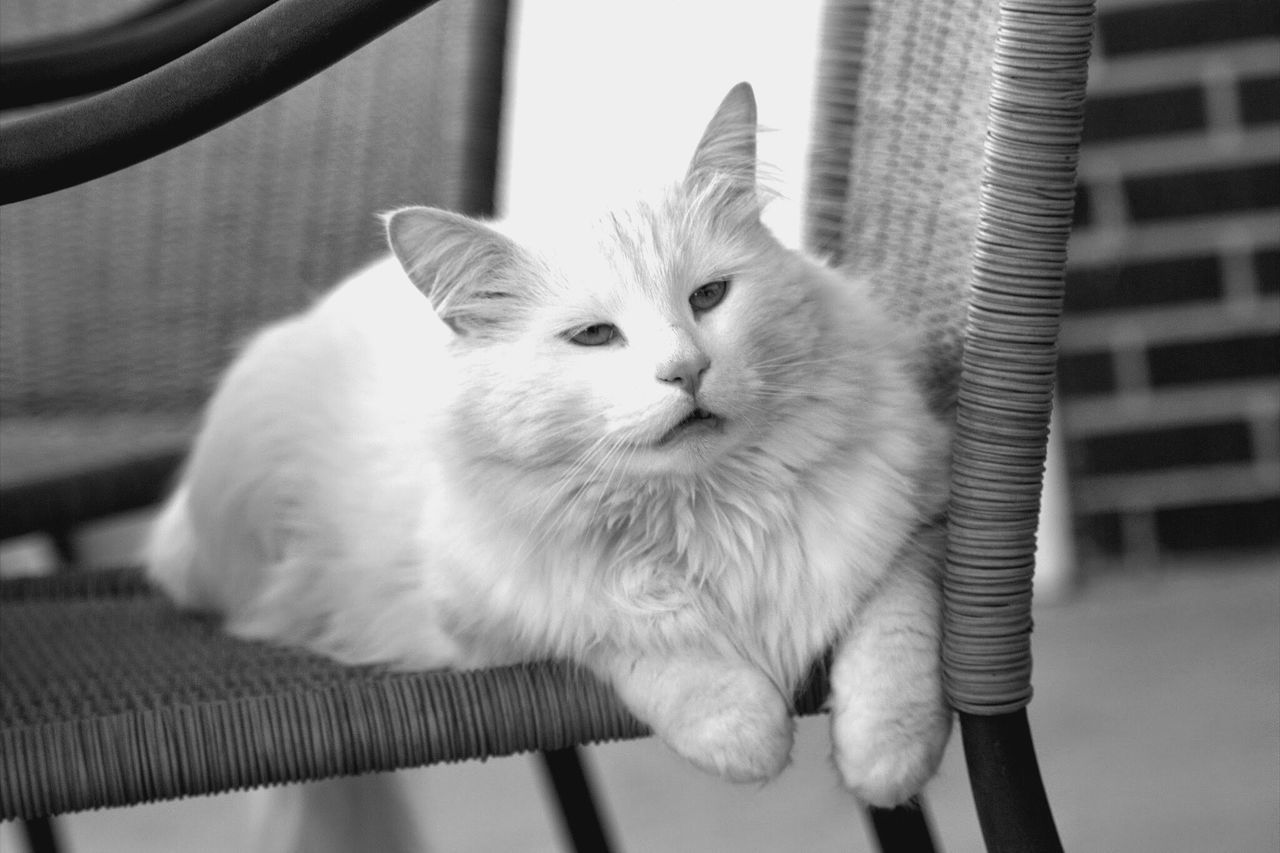 domestic cat, cat, feline, pets, domestic animals, one animal, animal themes, whisker, indoors, mammal, close-up, relaxation, home interior, portrait, looking at camera, focus on foreground, animal head, kitten, no people