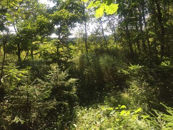 Trees in forest