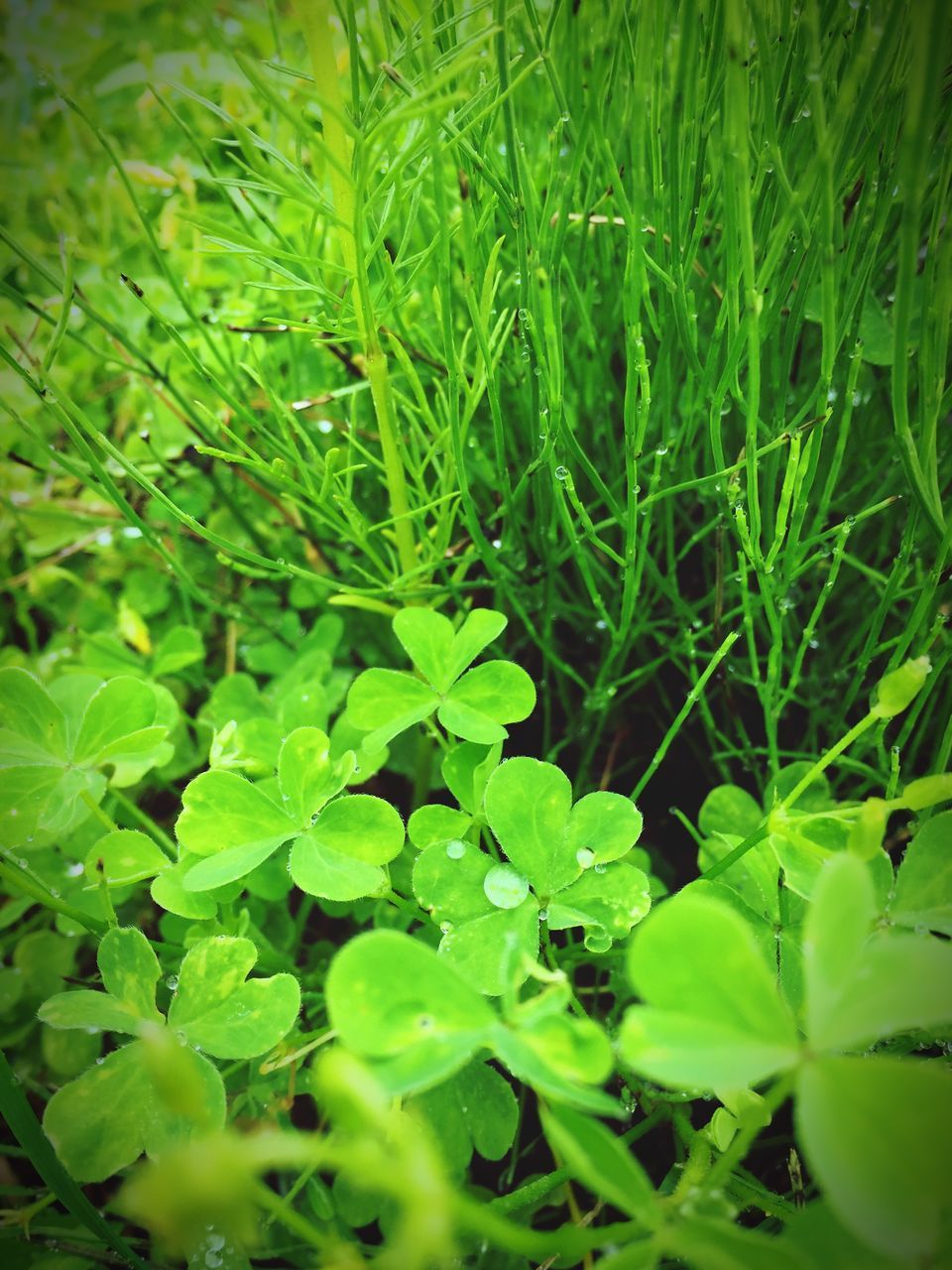 green color, growth, leaf, plant, nature, full frame, backgrounds, beauty in nature, freshness, close-up, green, lush foliage, tranquility, high angle view, field, grass, growing, day, outdoors, no people