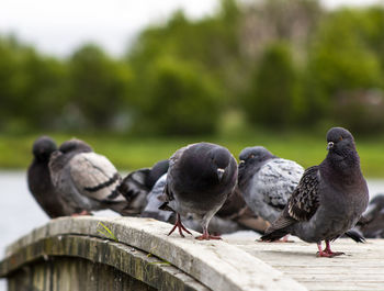 Close-up of pigeons perching on wood