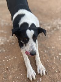 Portrait of dog standing on land