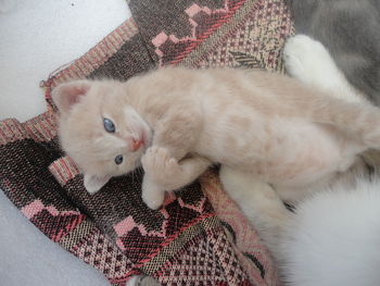 Cat lying on bed at home