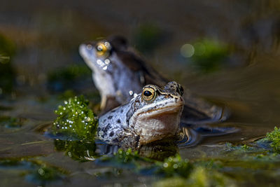 Close-up of frog in water