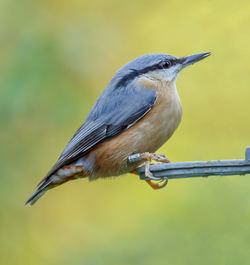 Close-up of bird perching outdoors