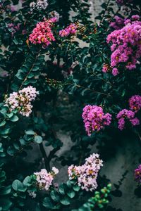 High angle view of pink flowering plants in park