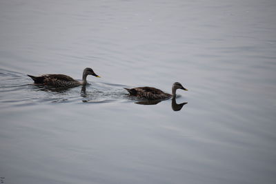 Ducks swimming in lake