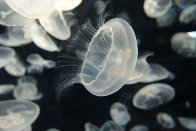 Close-up of jellyfish swimming in aquarium