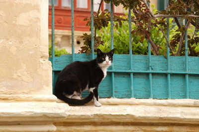 Cat living in l-imdina, malta