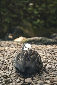 Close-up of bird on rock