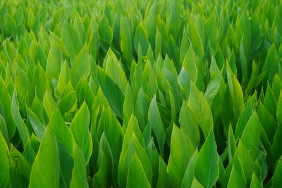 Full frame shot of crops growing on field