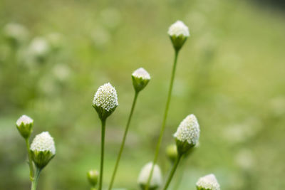 Close-up of flowers blooming outdoors