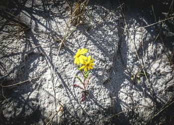 Close-up of yellow flowers blooming in park