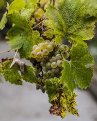 Close-up of grapes growing in vineyard