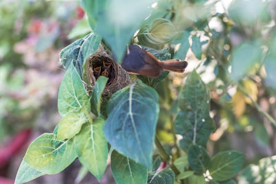 Close-up of insect on leaves