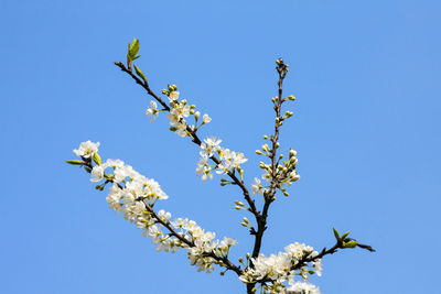 Low angle view of cherry blossom against clear blue sky