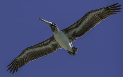 Low angle view of seagull flying against clear sky