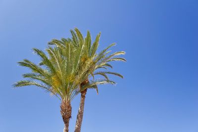 Low angle view of palm tree against clear blue sky