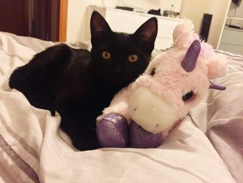 Close-up of black cat lying on bed at home