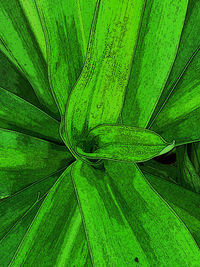 Full frame shot of green leaves