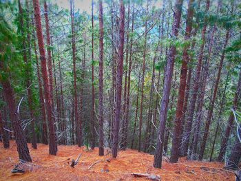 Trees in forest